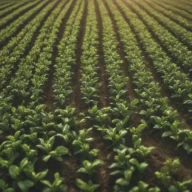 Fileiras de plantas verduras em área de pesquisa agrícola sob luz suave de sol