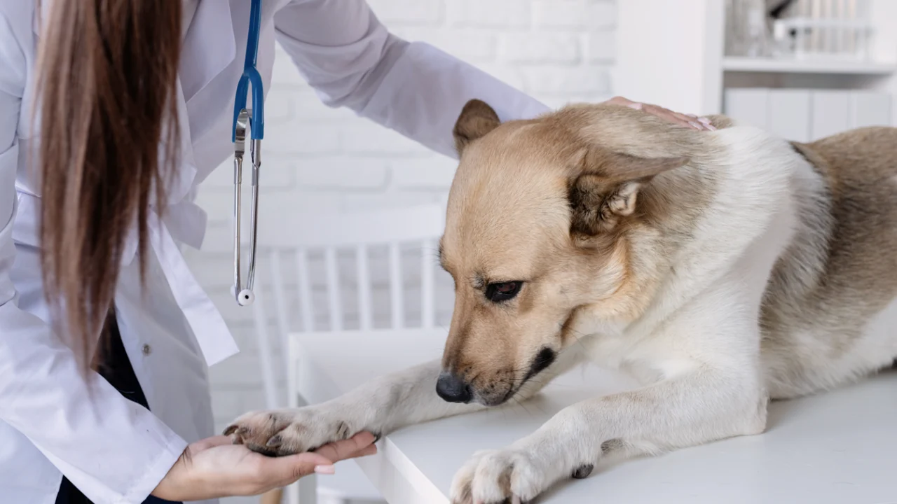 Veterinária examina cão de porte médio em mesa de atendimento de clínica veterinária