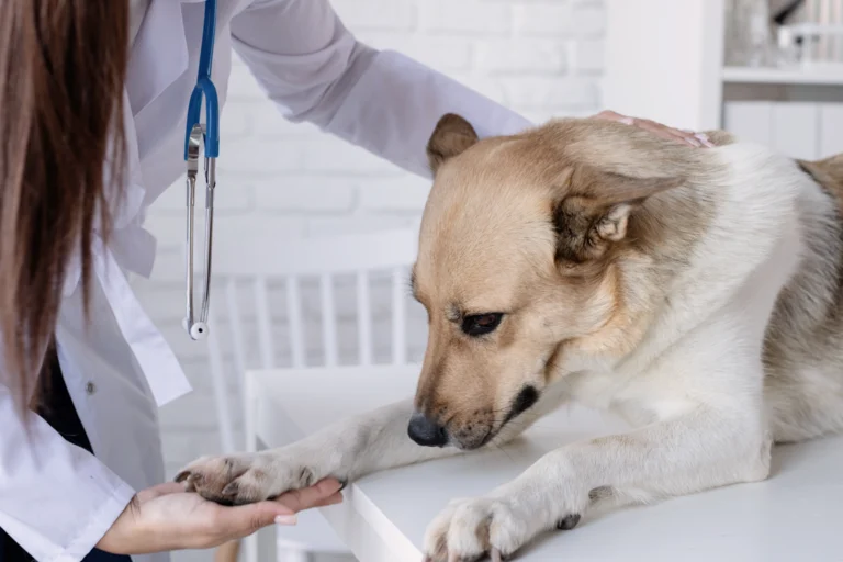 Veterinária examina cão de porte médio em mesa de atendimento de clínica veterinária