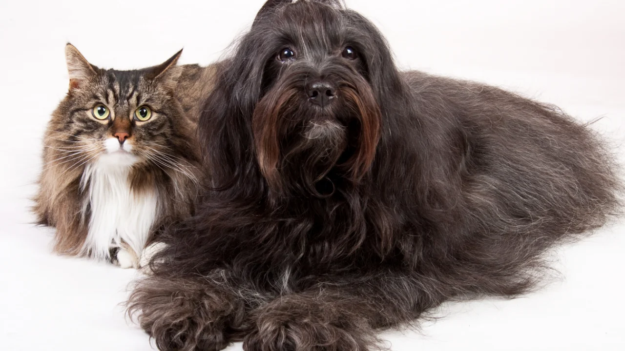 Cão e gato juntos em fundo claro