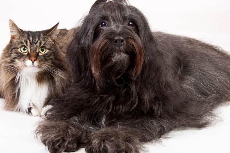 Cão e gato juntos em fundo claro