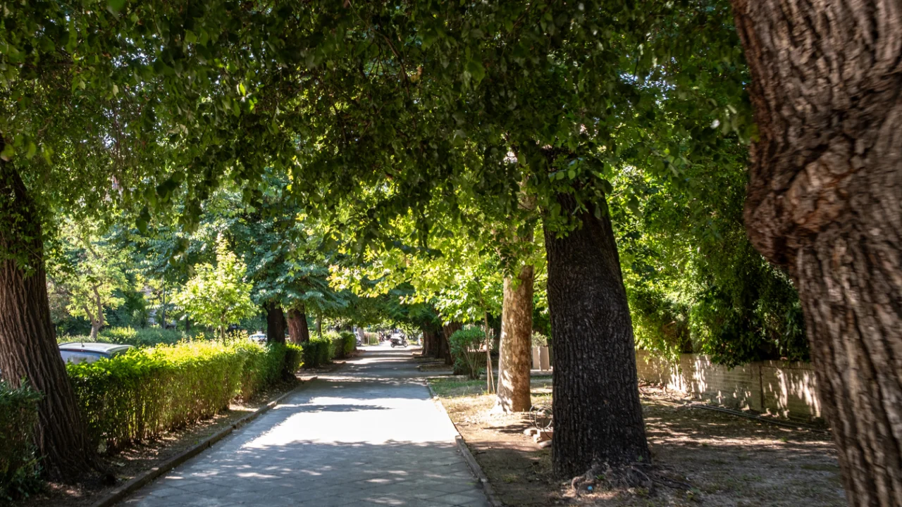 Calçada arborizada de parque urbano com árvores e caminho de pedestres