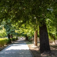 Calçada arborizada de parque urbano com árvores e caminho de pedestres