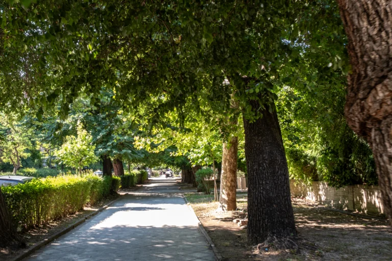 Calçada arborizada de parque urbano com árvores e caminho de pedestres