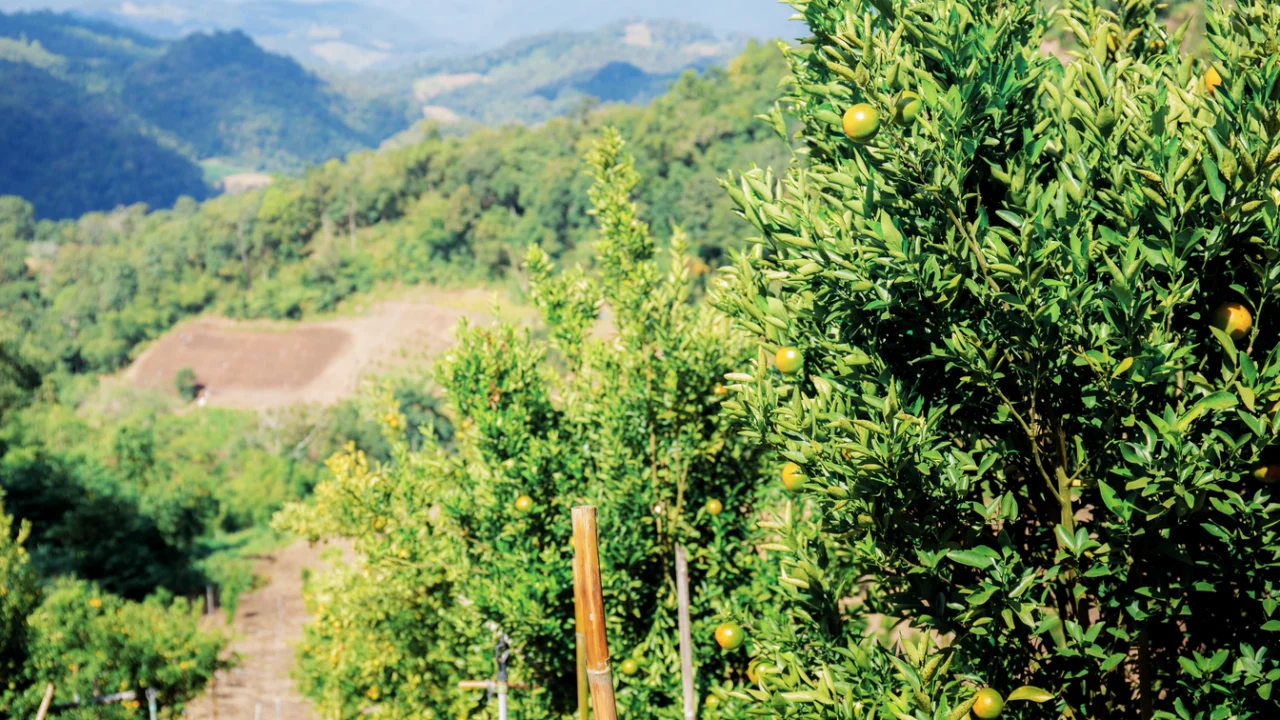 Pomar de árvores frutíferas em encosta de morro, com serras ao fundo