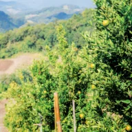 Pomar de árvores frutíferas em encosta de morro, com serras ao fundo