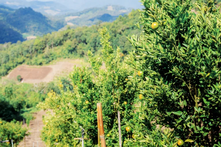 Pomar de árvores frutíferas em encosta de morro, com serras ao fundo