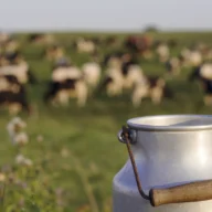 Lata de leite metálica sobre gramado com vacas desfocadas ao fundo
