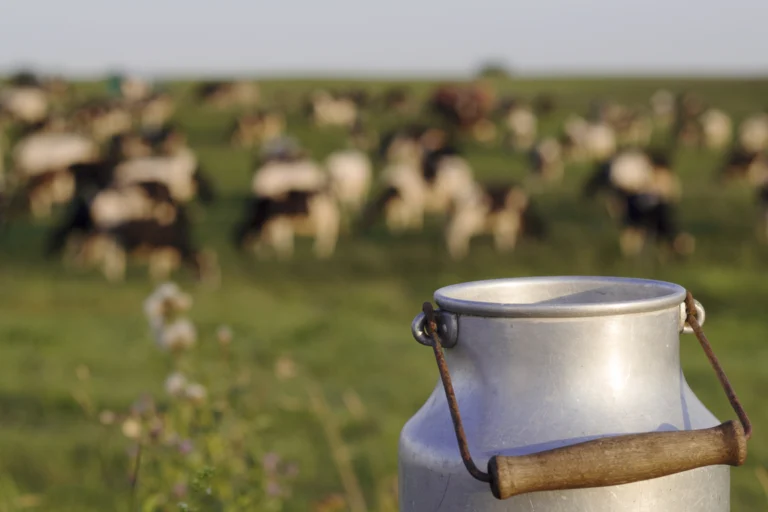 Lata de leite metálica sobre gramado com vacas desfocadas ao fundo